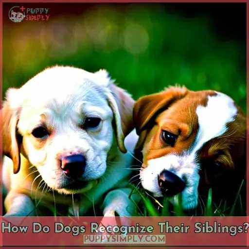 How Do Dogs Recognize Their Siblings?