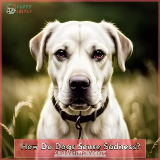 How Do Dogs Sense Sadness?