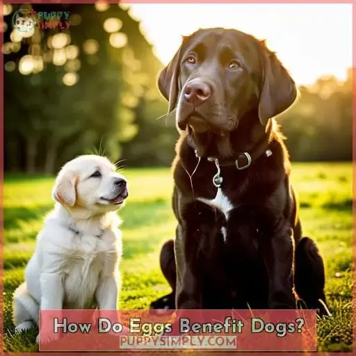 How Do Eggs Benefit Dogs