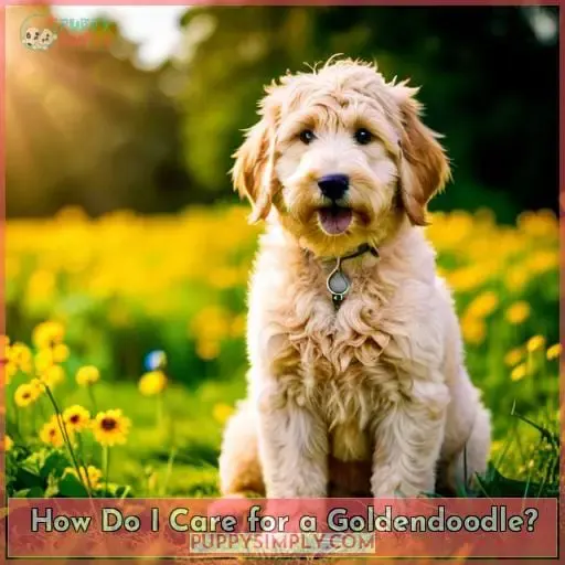 How Do I Care for a Goldendoodle?