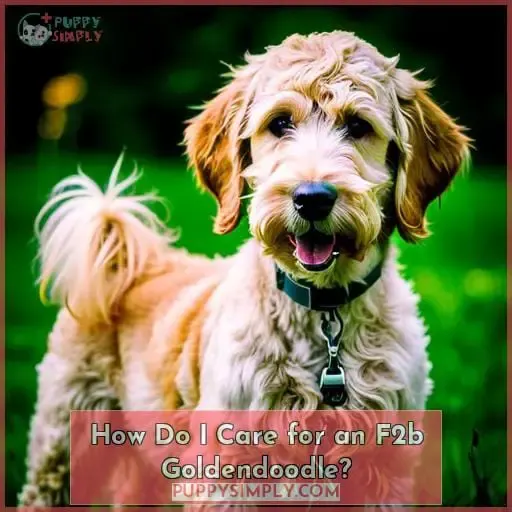 How Do I Care for an F2b Goldendoodle?