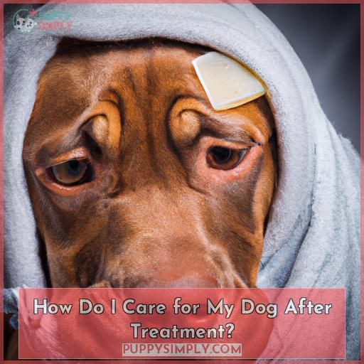 How Do I Care for My Dog After Treatment?