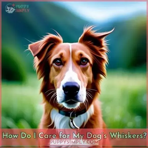How Do I Care for My Dog’s Whiskers?