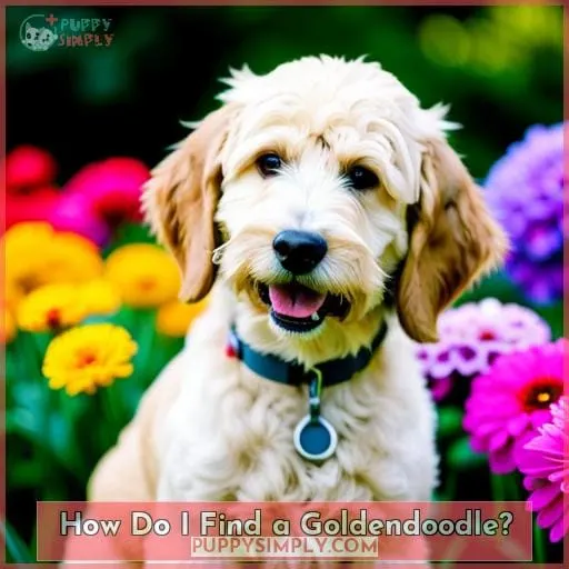 How Do I Find a Goldendoodle?