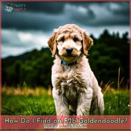 How Do I Find an F2b Goldendoodle?