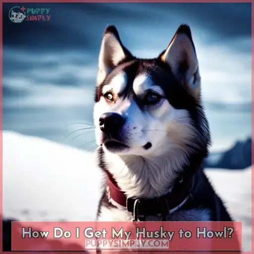 How Do I Get My Husky to Howl?