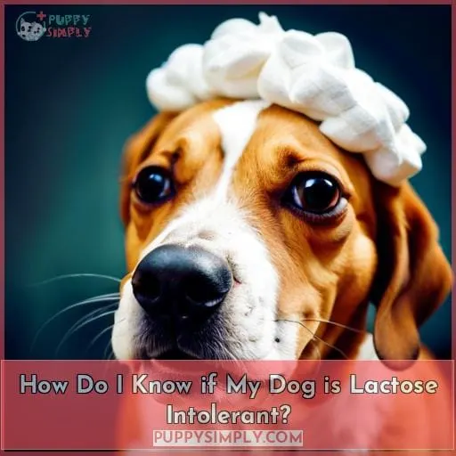 How Do I Know if My Dog is Lactose Intolerant?
