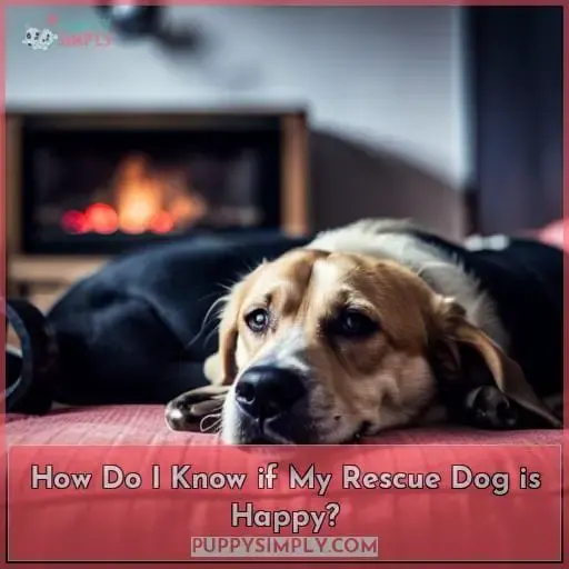 How Do I Know if My Rescue Dog is Happy?