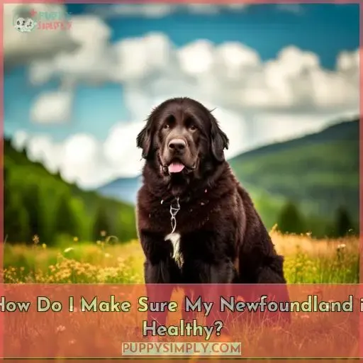 How Do I Make Sure My Newfoundland is Healthy?