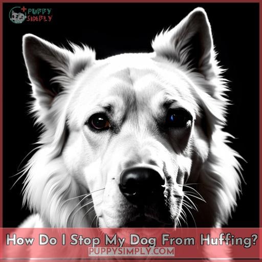 How Do I Stop My Dog From Huffing? How Do I Stop My Dog From Huffing?