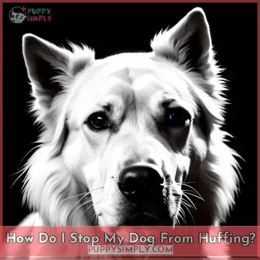How Do I Stop My Dog From Huffing?