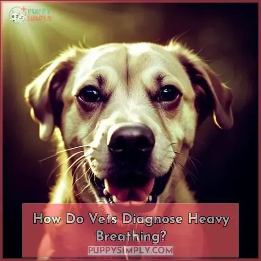How Do Vets Diagnose Heavy Breathing?