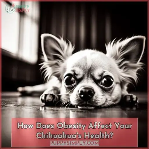 How Does Obesity Affect Your Chihuahua