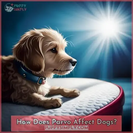 How Does Parvo Affect Dogs