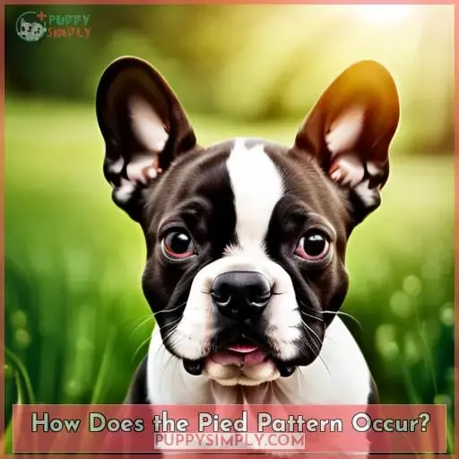 How Does the Pied Pattern Occur