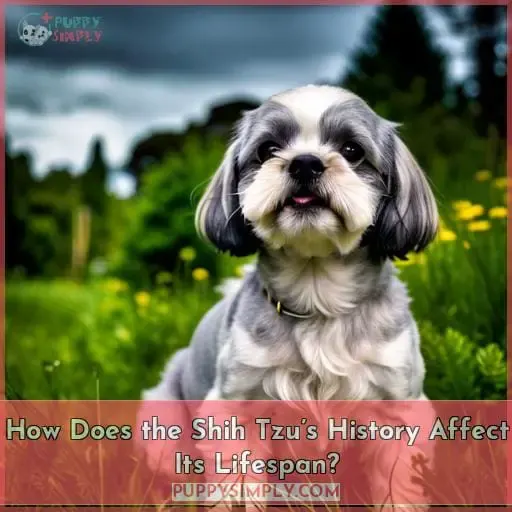 How Does the Shih Tzu’s History Affect Its Lifespan?