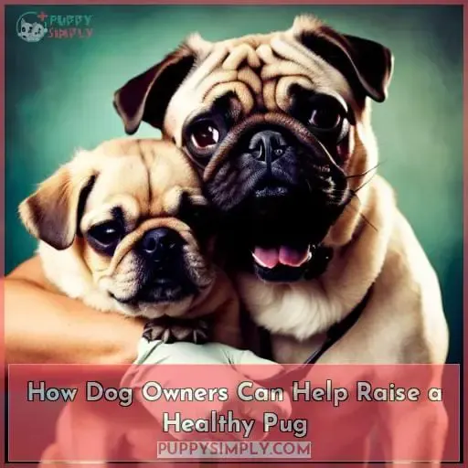 How Dog Owners Can Help Raise a Healthy Pug