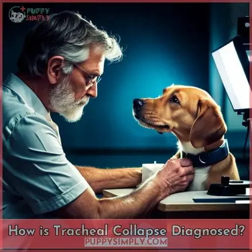 How is Tracheal Collapse Diagnosed
