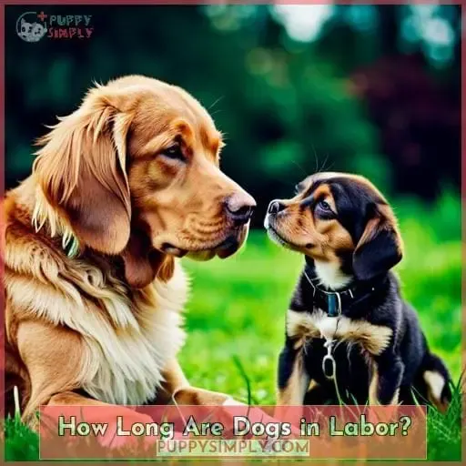 How Long Are Dogs in Labor