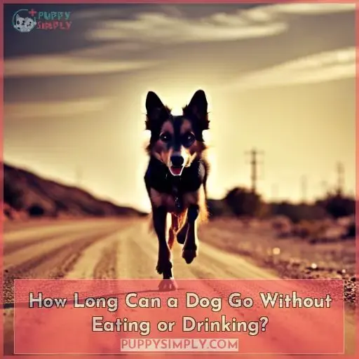 How Long Can a Dog Go Without Eating or Drinking?