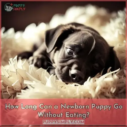 How Long Can a Newborn Puppy Go Without Eating