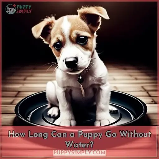 How Long Can a Puppy Go Without Water