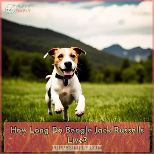 How Long Do Beagle Jack Russells Live?