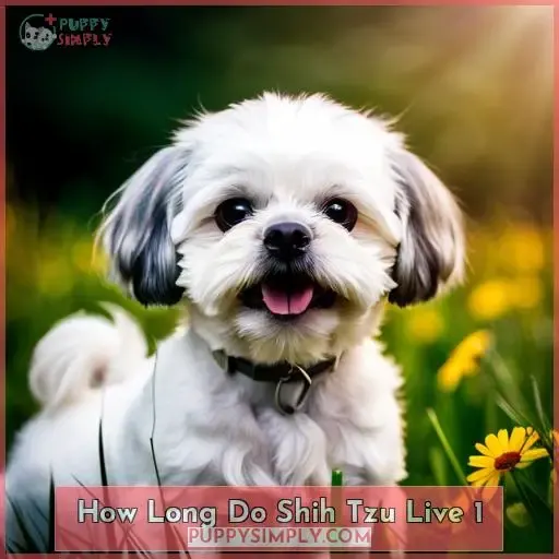 how long do shih tzu live 1