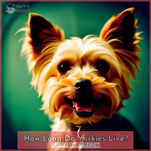 How Long Do Yorkies Live