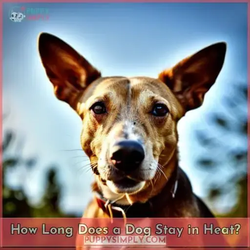 How Long Does a Dog Stay in Heat?