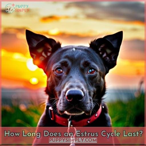 How Long Does an Estrus Cycle Last? How Long Does an Estrus Cycle Last?
