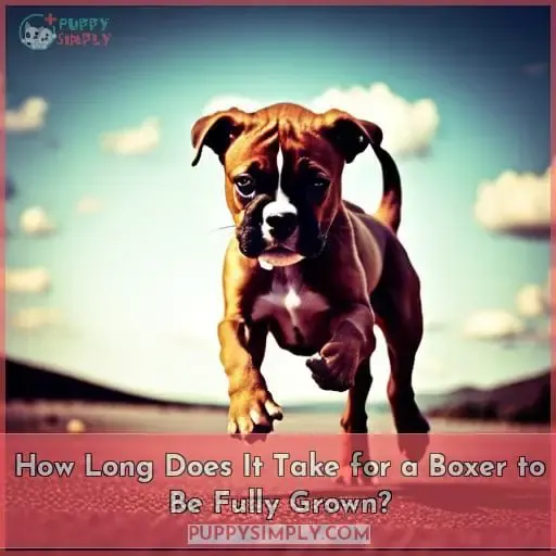 How Long Does It Take for a Boxer to Be Fully Grown?