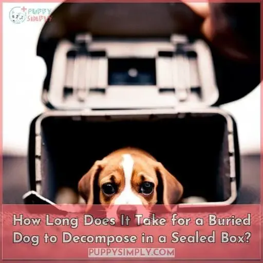 How Long Does It Take for a Buried Dog to Decompose in a Sealed Box?