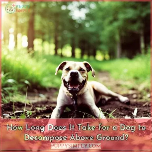 How Long Does It Take for a Dog to Decompose Above Ground?