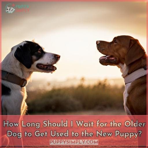 How Long Should I Wait for the Older Dog to Get Used to the New Puppy?