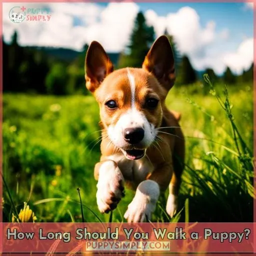 How Long Should You Walk a Puppy?