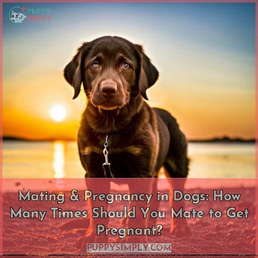how many times should dogs mate to get pregnant how many times should dogs mate to get pregnant