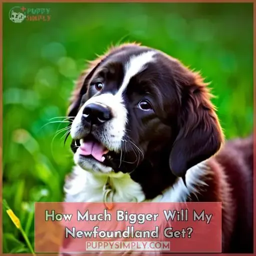 when should i neuter my newfoundland