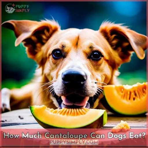 How Much Cantaloupe Can Dogs Eat?