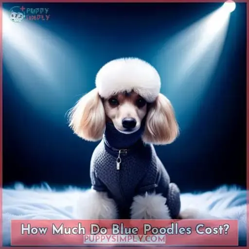 How Much Do Blue Poodles Cost?