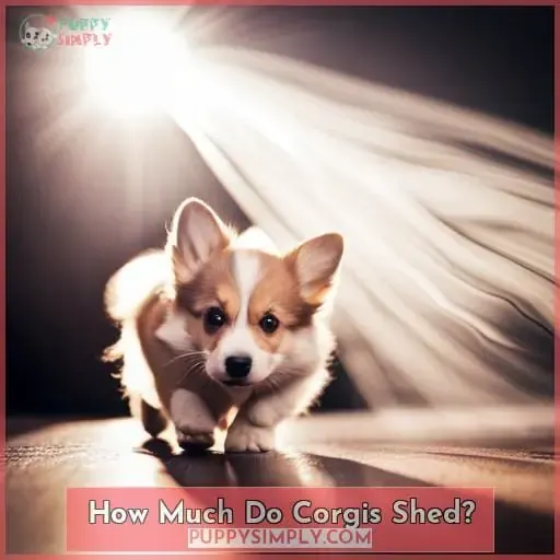How Much Do Corgis Shed