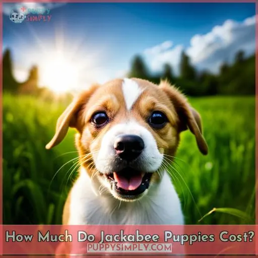 How Much Do Jackabee Puppies Cost?