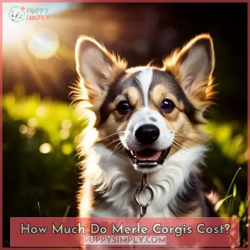 How Much Do Merle Corgis Cost