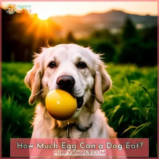How Much Egg Can a Dog Eat