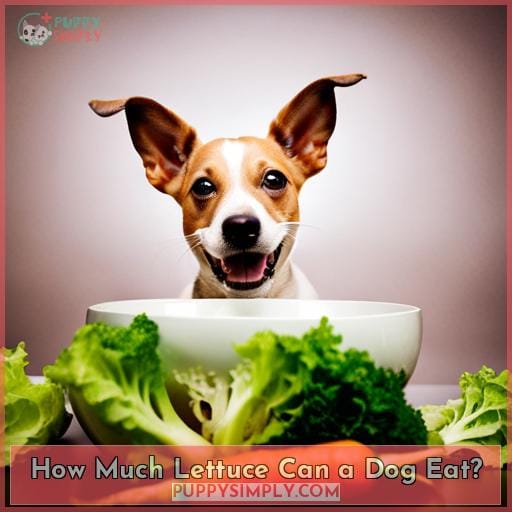 How Much Lettuce Can a Dog Eat