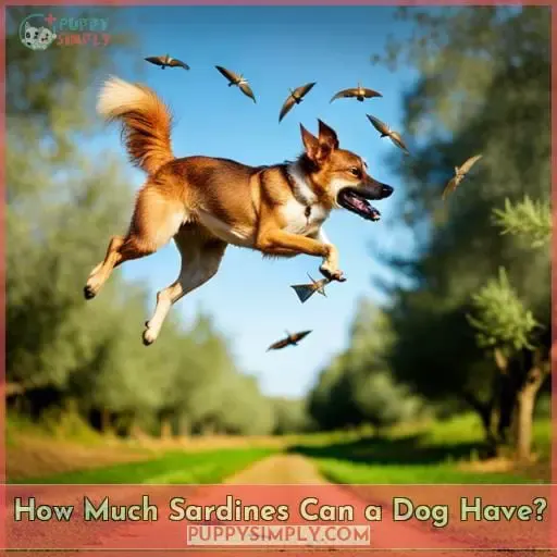 How Much Sardines Can a Dog Have?
