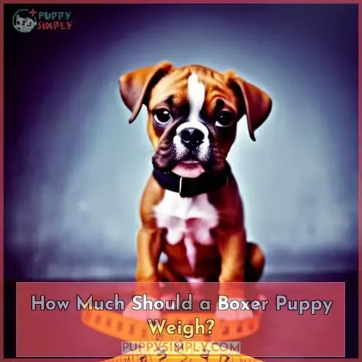 How Much Should a Boxer Puppy Weigh?