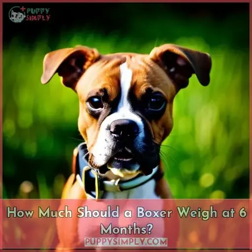 How Much Should a Boxer Weigh at 6 Months?