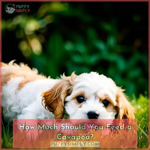 How Much Should You Feed a Cavapoo?
