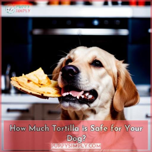 How Much Tortilla is Safe for Your Dog